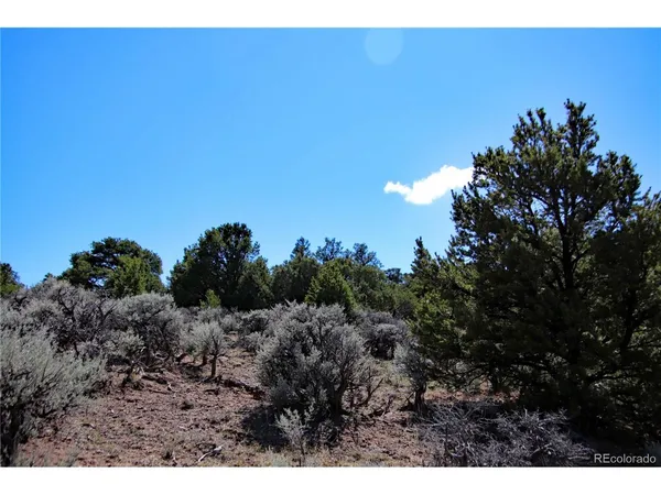 a view of a bunch of trees in a field