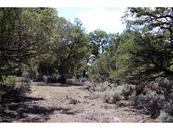 a view of a tree with a yard
