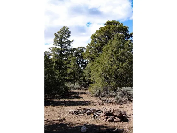 a view of a tree