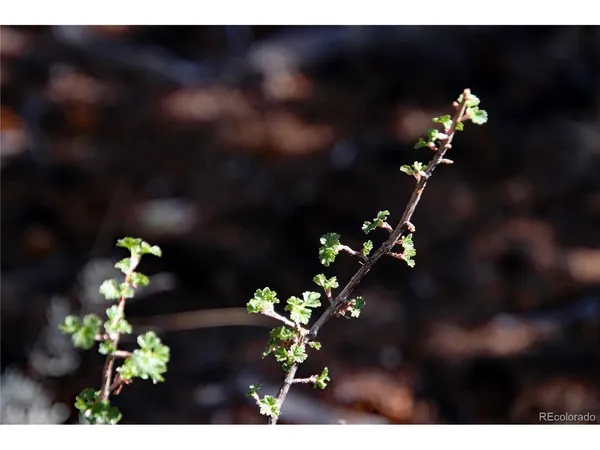 a view of a plant