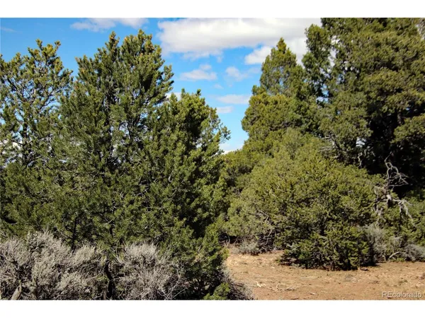 a view of a bunch of trees