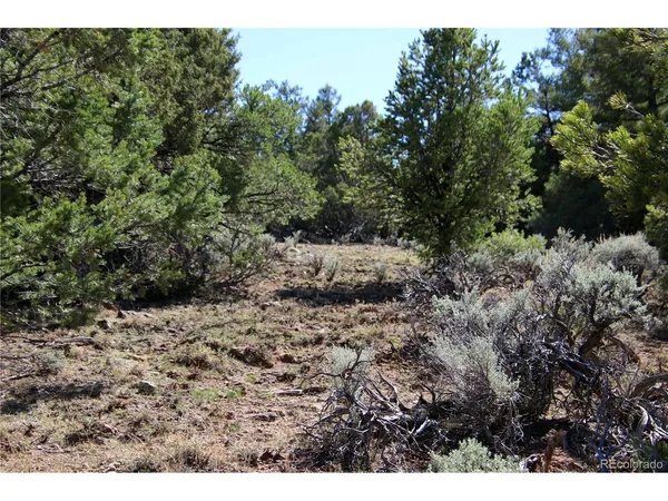 a view of a dry yard with lots of bushes