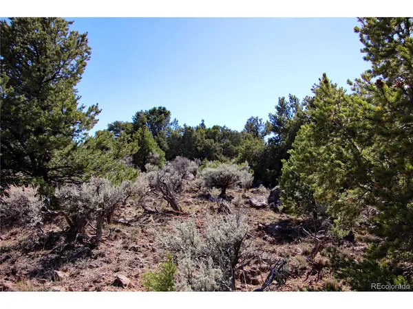 a view of a bunch of trees and bushes