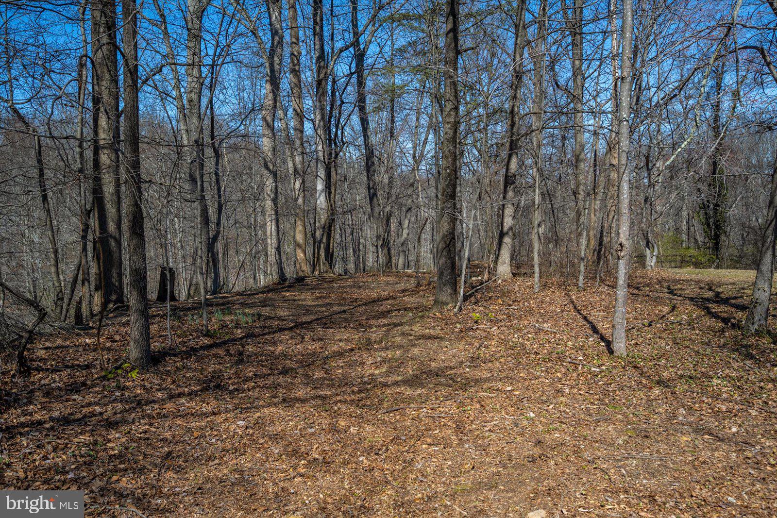 1118 Gum Bottom Road Crownsville, MD 21032 - Photo 44 of 51 Serene woodland path awaits exploration.