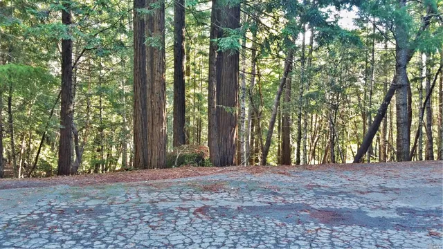a view of large trees with lots of trees