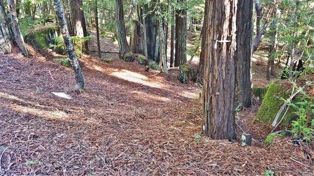 a view of a backyard with trees