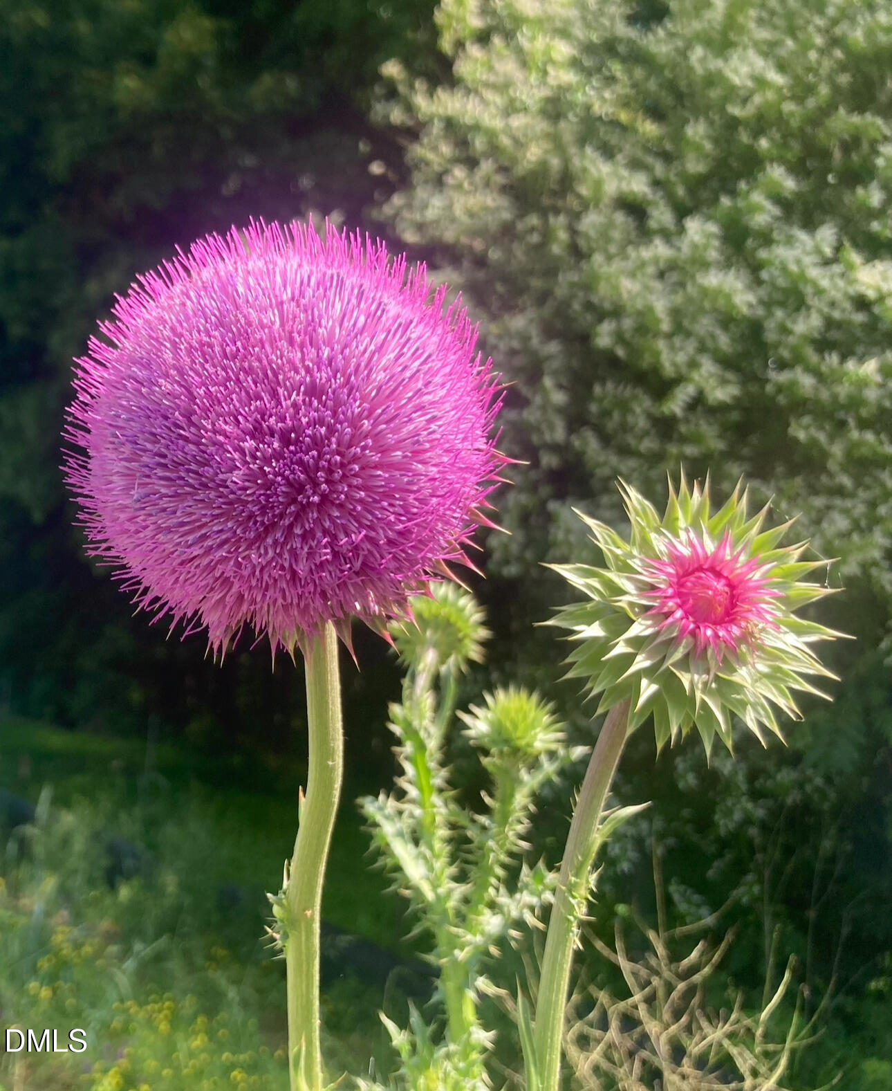 6202 Montgomery Ests Road Hillsborough, NC 27278 - Photo 2 of 91 Milk Thistle