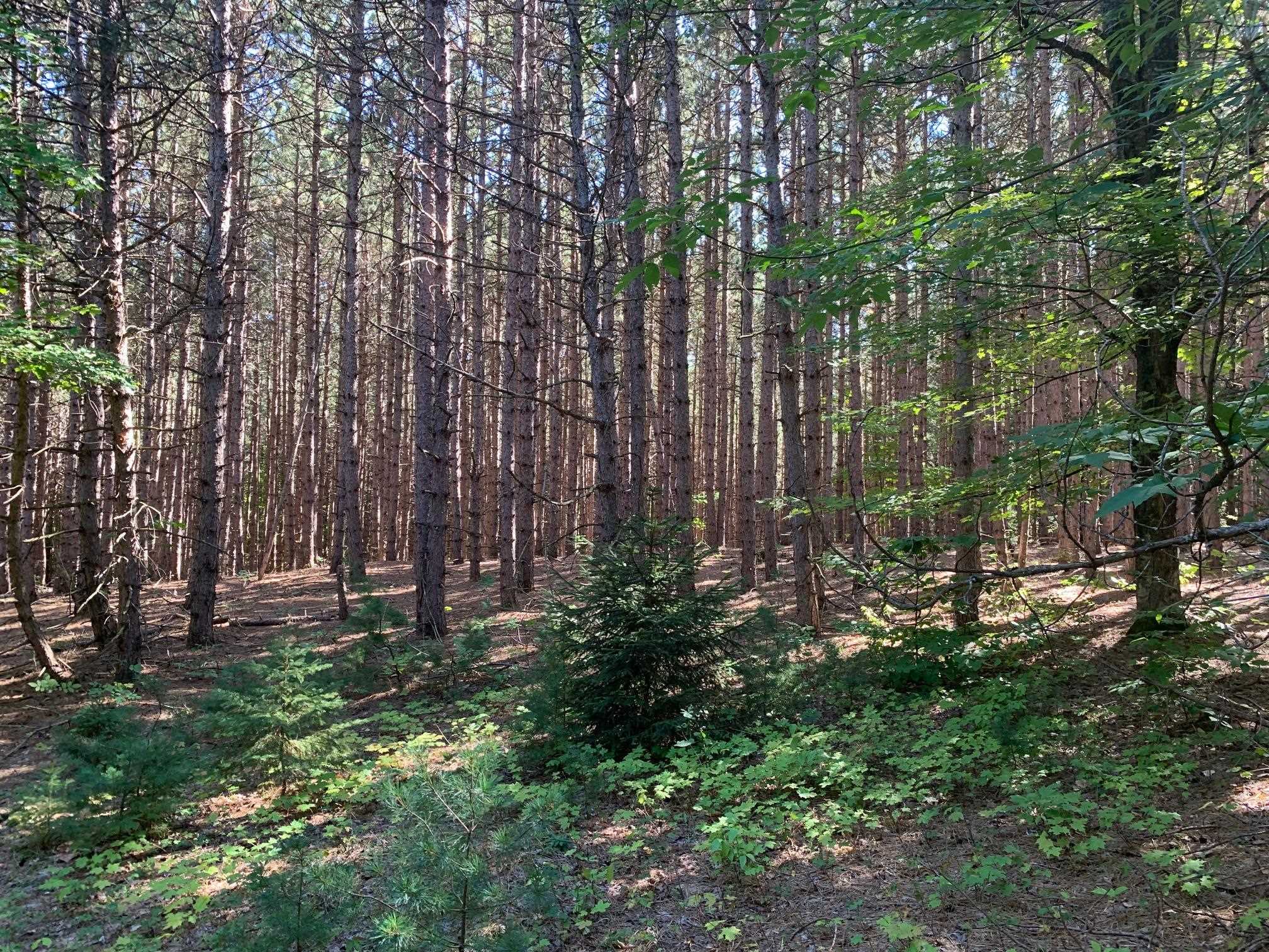 0 South Maple City Road Traverse City, MI 49684 - Photo 22 of 22