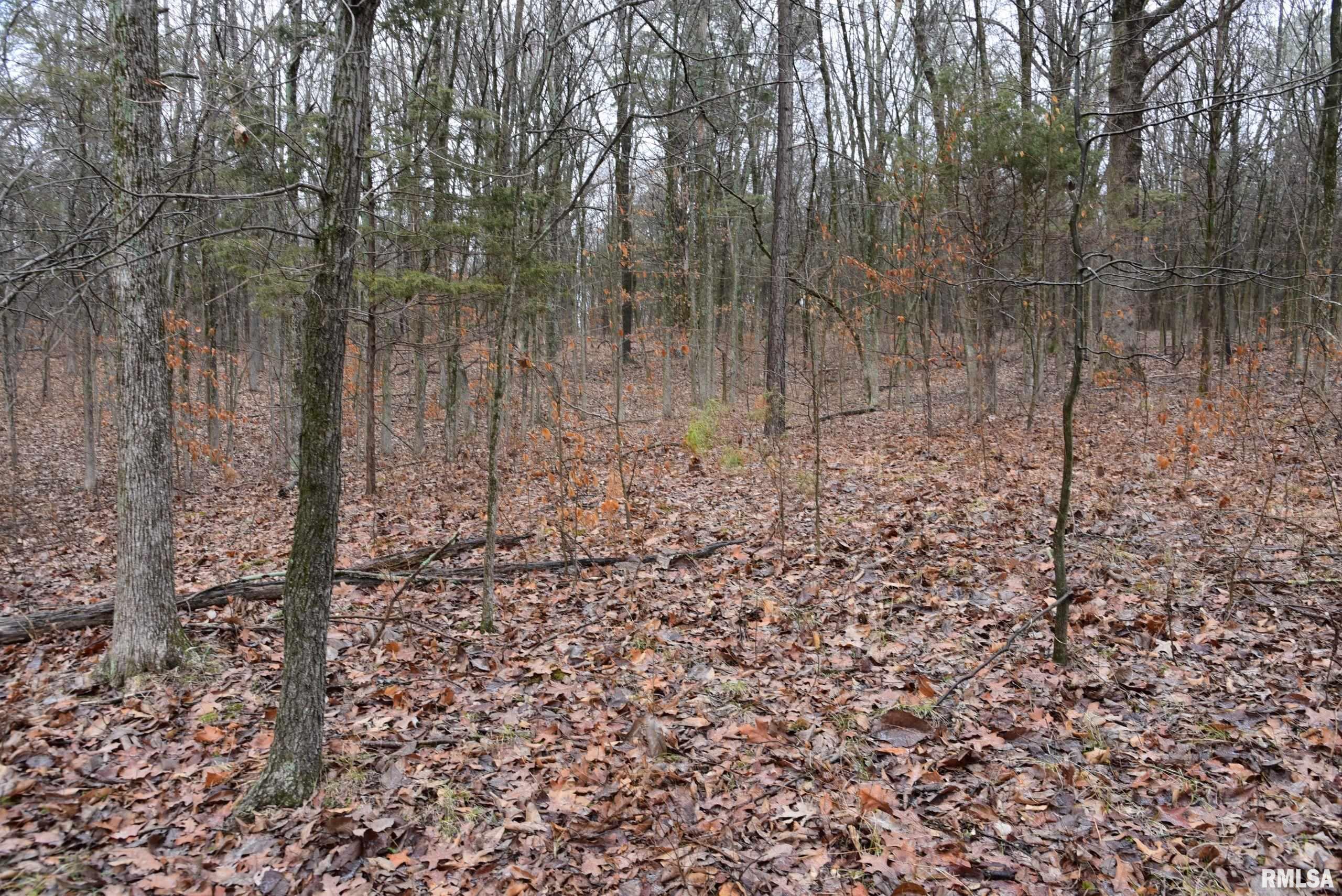 Lot 409 Parrish Ridge Lane Goreville, IL 62939 - Photo 7 of 21 Gallery Image 7