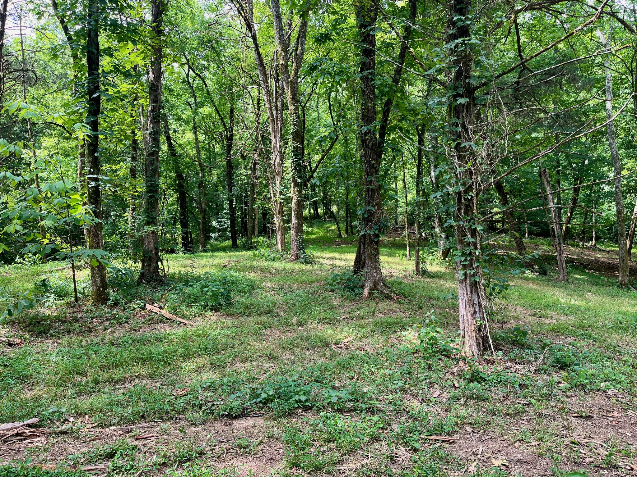 135 Dillehay Hollow Road Pleasant Shade, TN 37145 - Photo 2 of 47