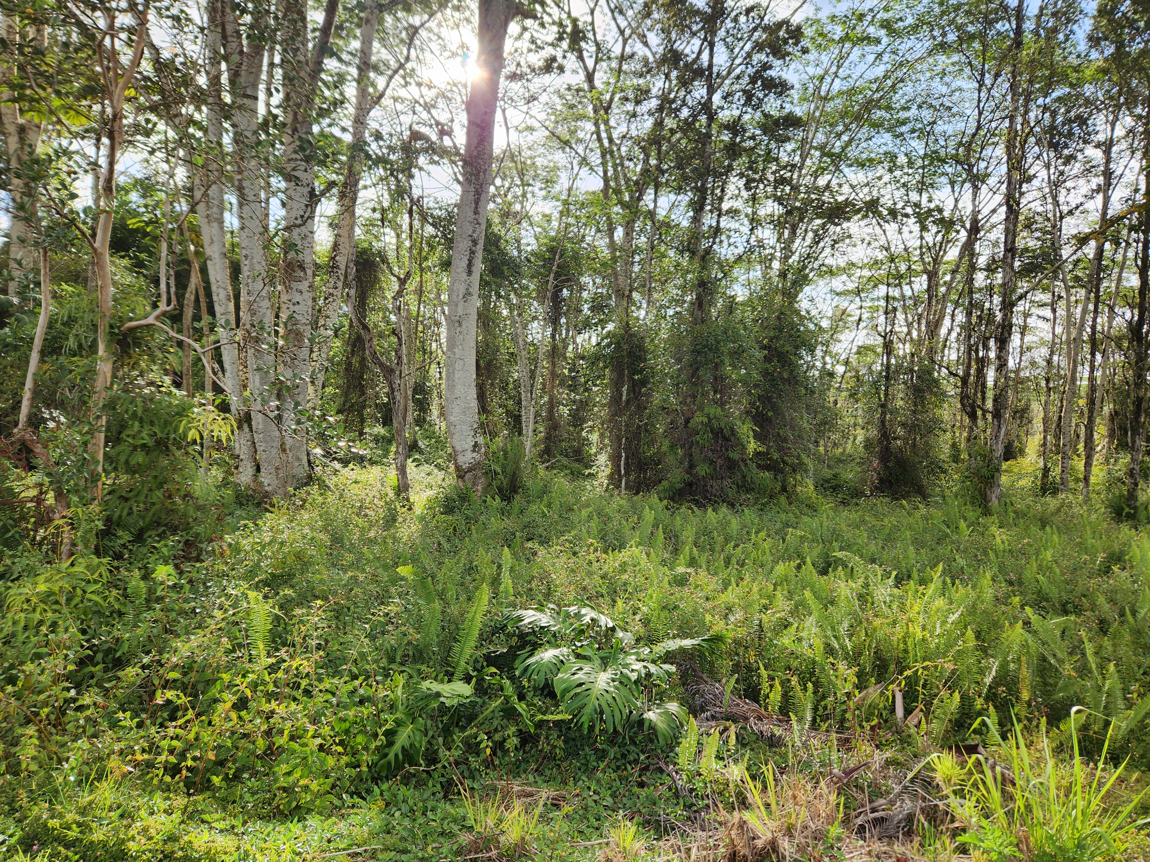 a view of a lush green forest