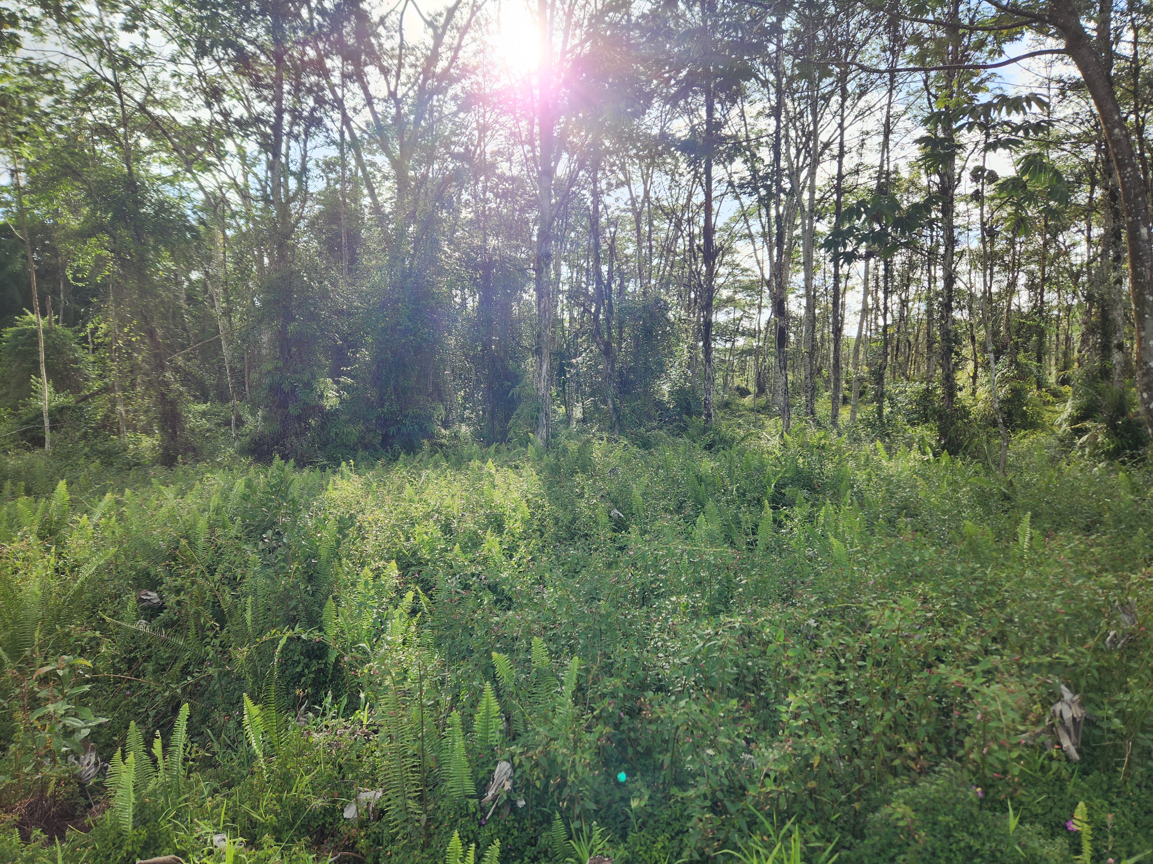 Kehau Road Pahoa, HI 96778 - Photo 3 of 10 a view of a lush green forest