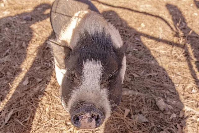 $425,000 | 101 Callaham Drive, Belton, SC 29627