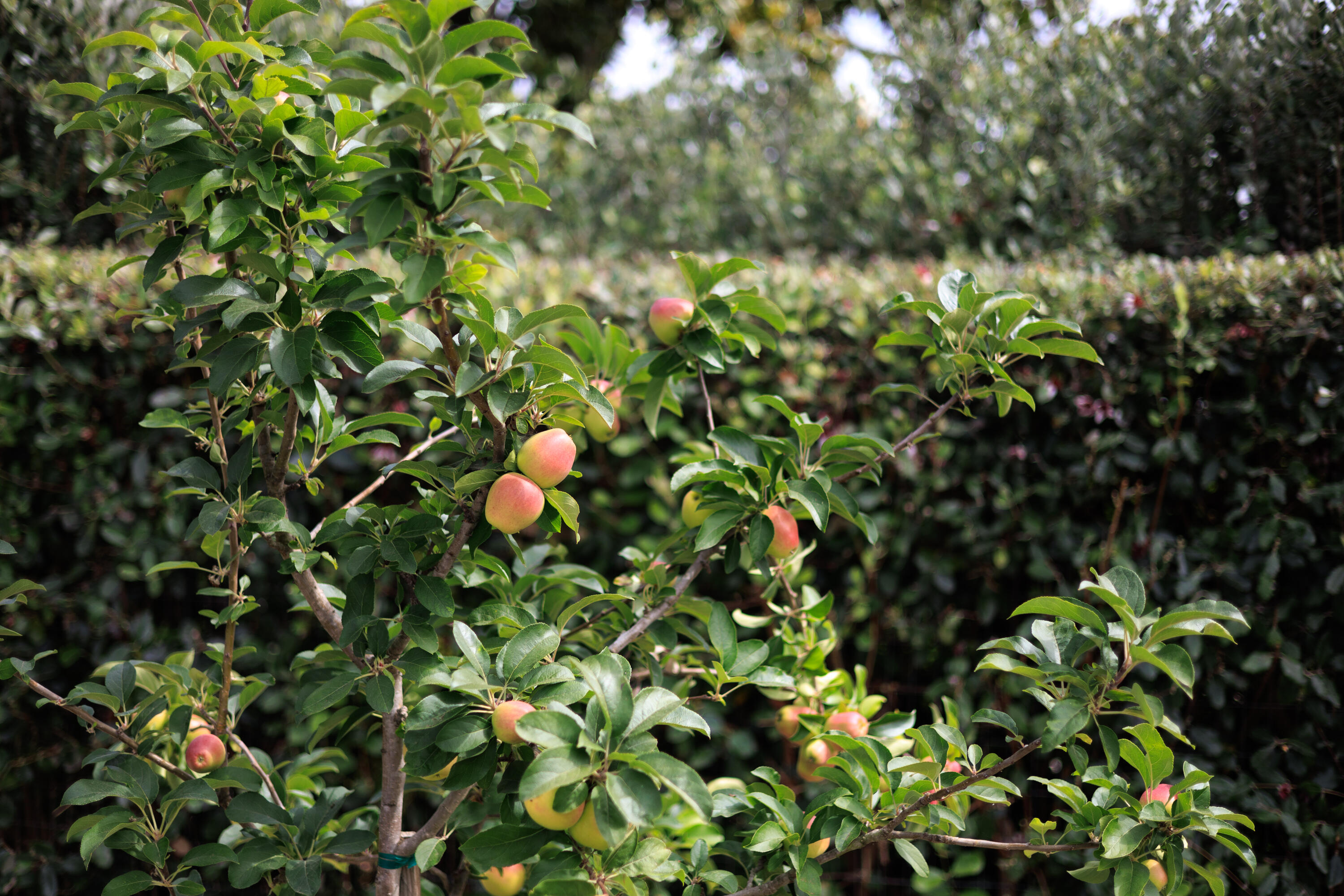 4 El Arco Drive Santa Barbara, CA 93105 - Photo 22 of 26 a view of flowers in bunch