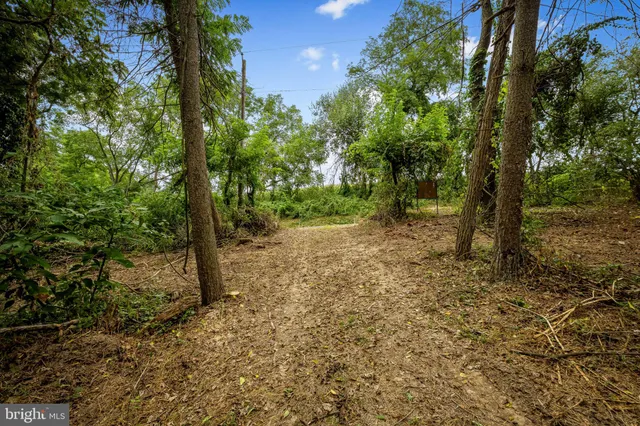 a view of a forest filled with trees
