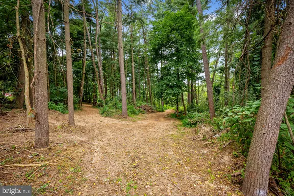 a view of a forest with trees in the background