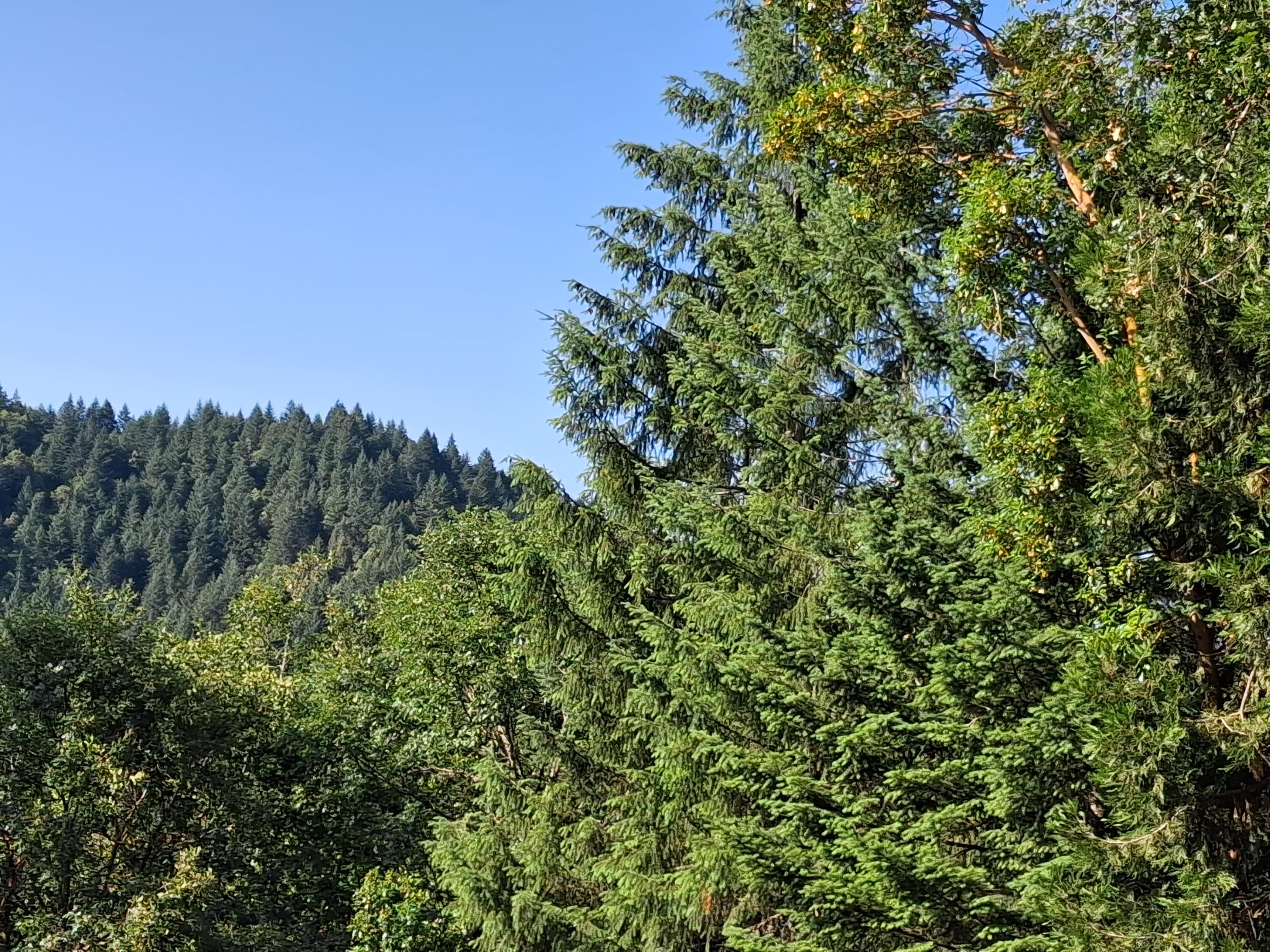 416 Warner Road Wolf Creek, OR 97497 - Photo 14 of 16