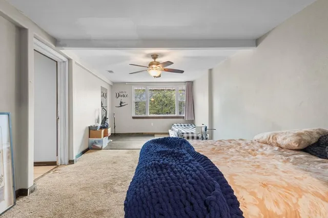 a road view with large trees