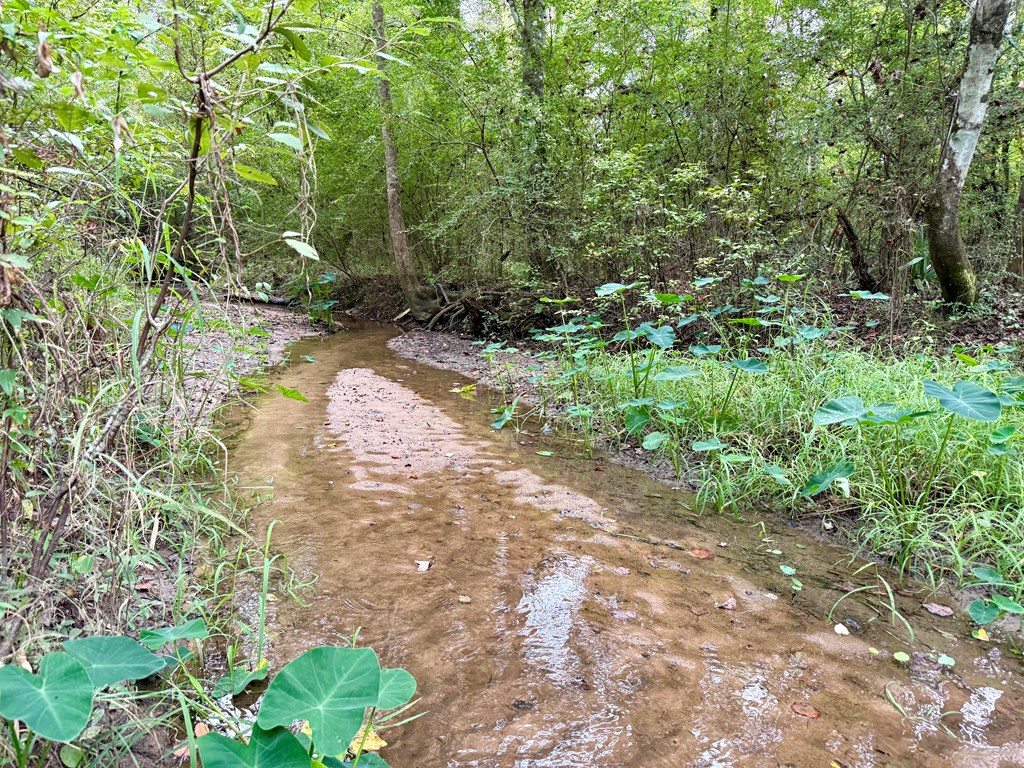 49-acres Mt Zion Road Gordon, AL 36343 - Photo 14 of 21