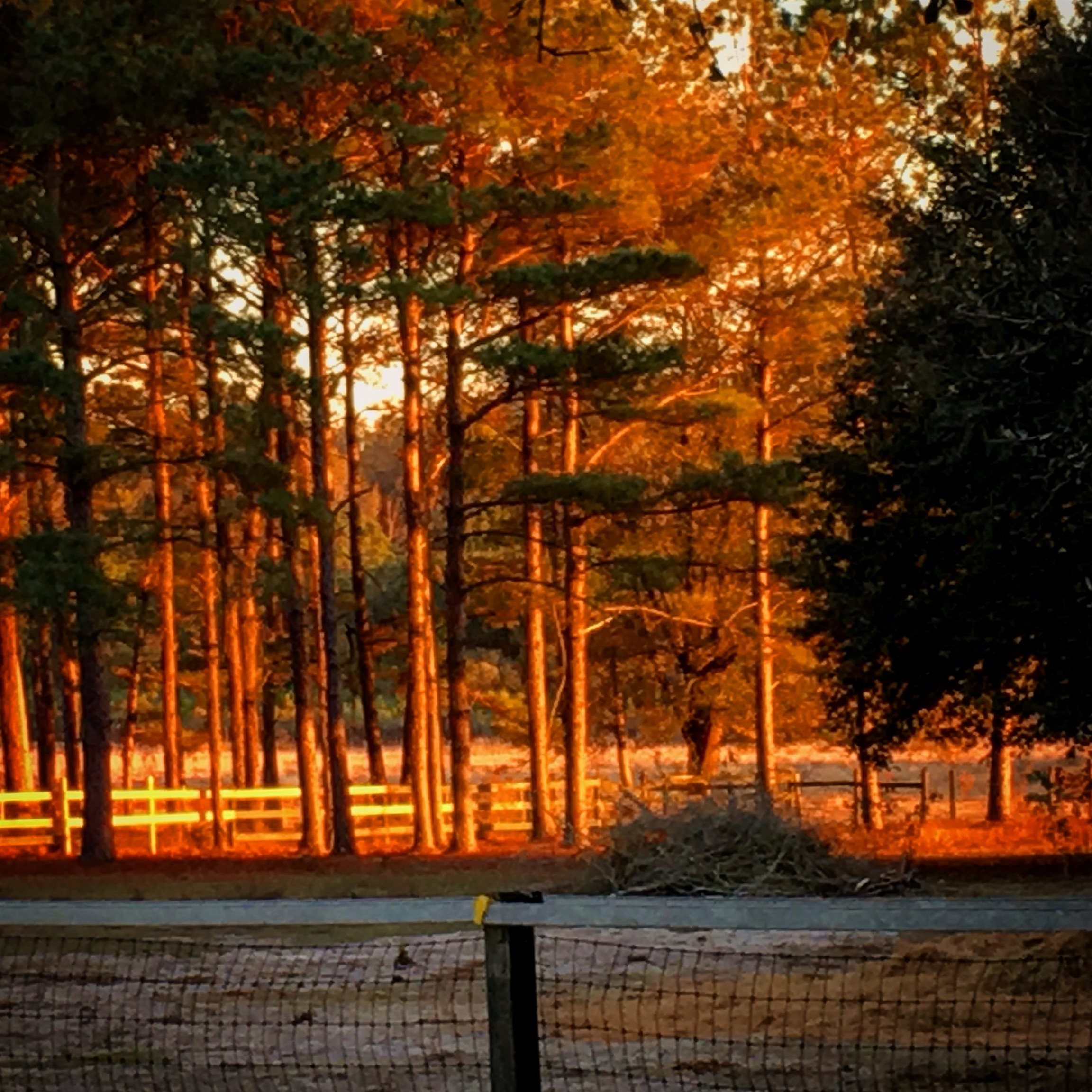 185 Omega Monticello, FL 32344 - Photo 11 of 50