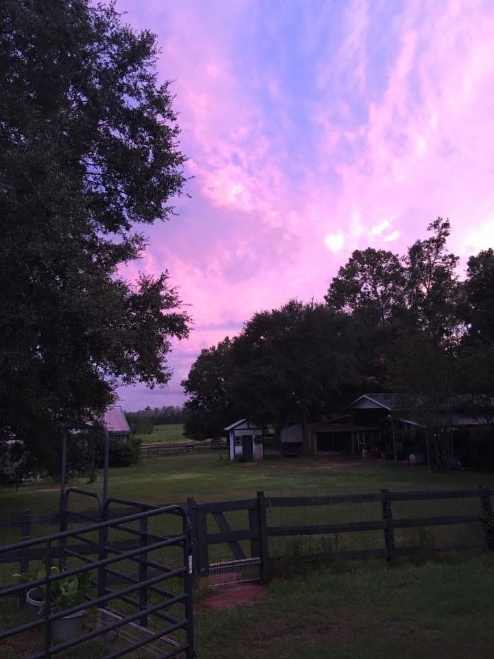 185 Omega Monticello, FL 32344 - Photo 12 of 50