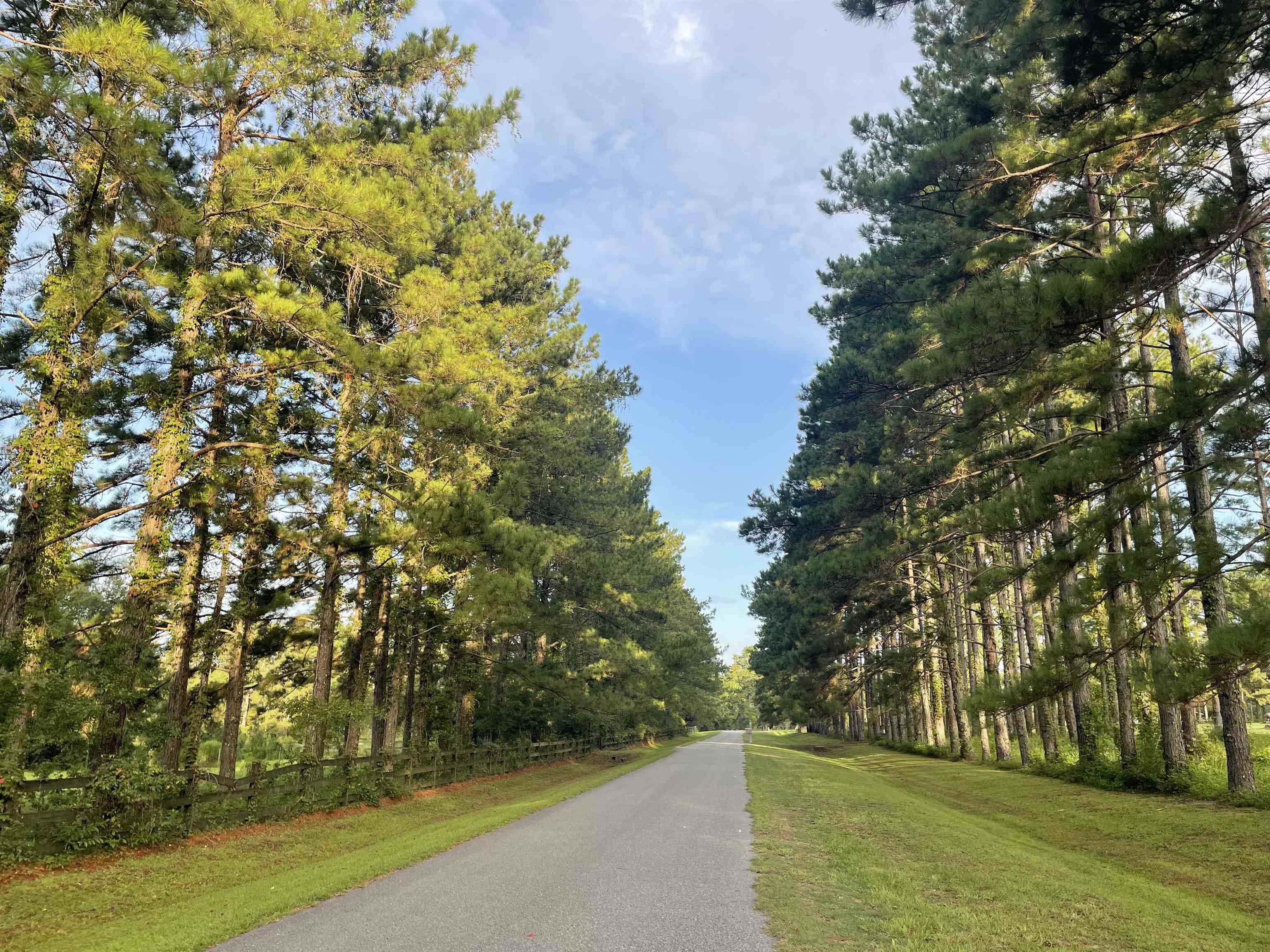 185 Omega Monticello, FL 32344 - Photo 13 of 50