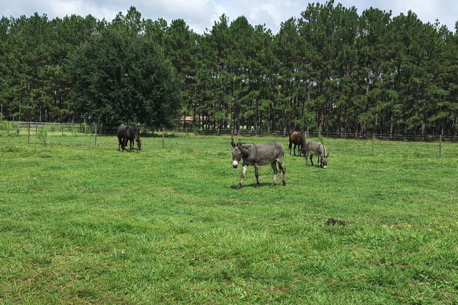 185 Omega Monticello, FL 32344 - Photo 5 of 50