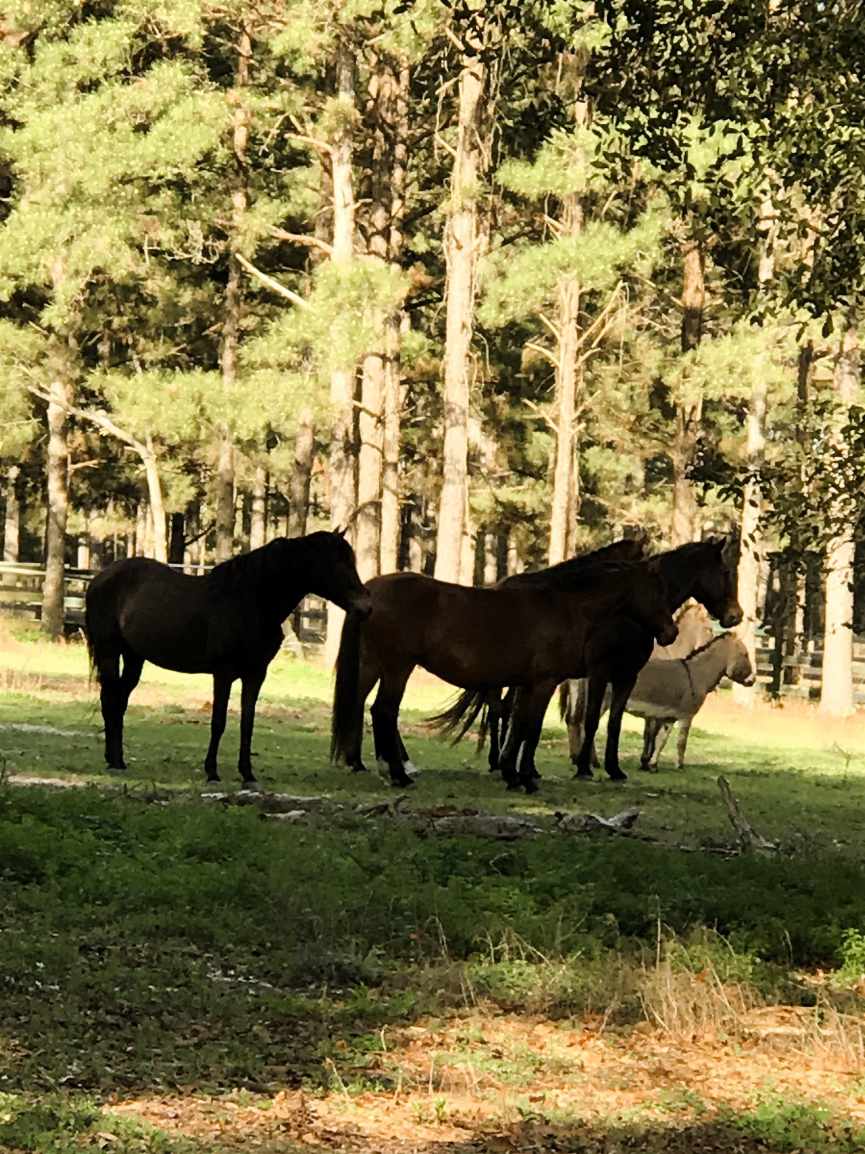 185 Omega Monticello, FL 32344 - Photo 7 of 50