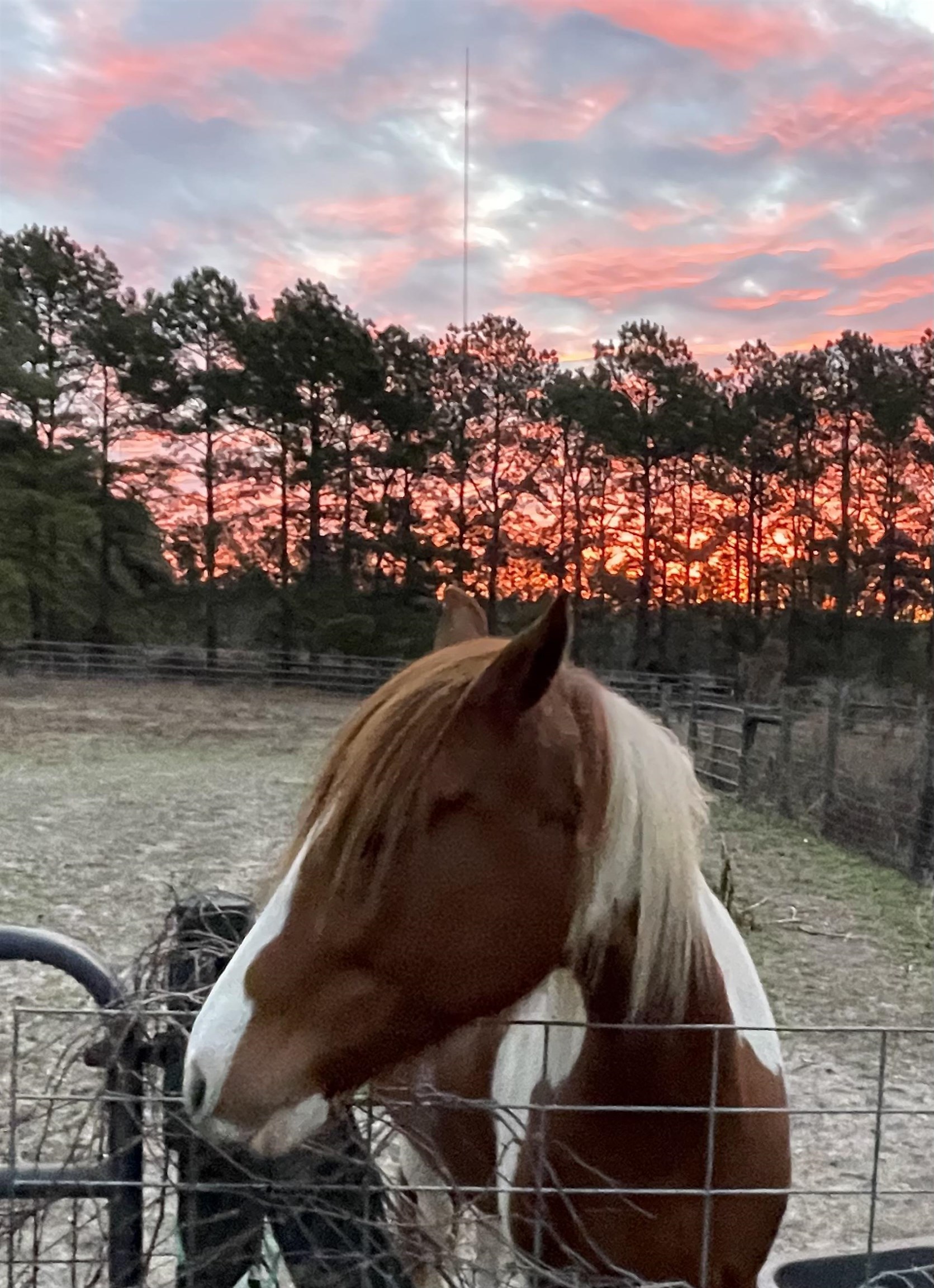 185 Omega Monticello, FL 32344 - Photo 8 of 50