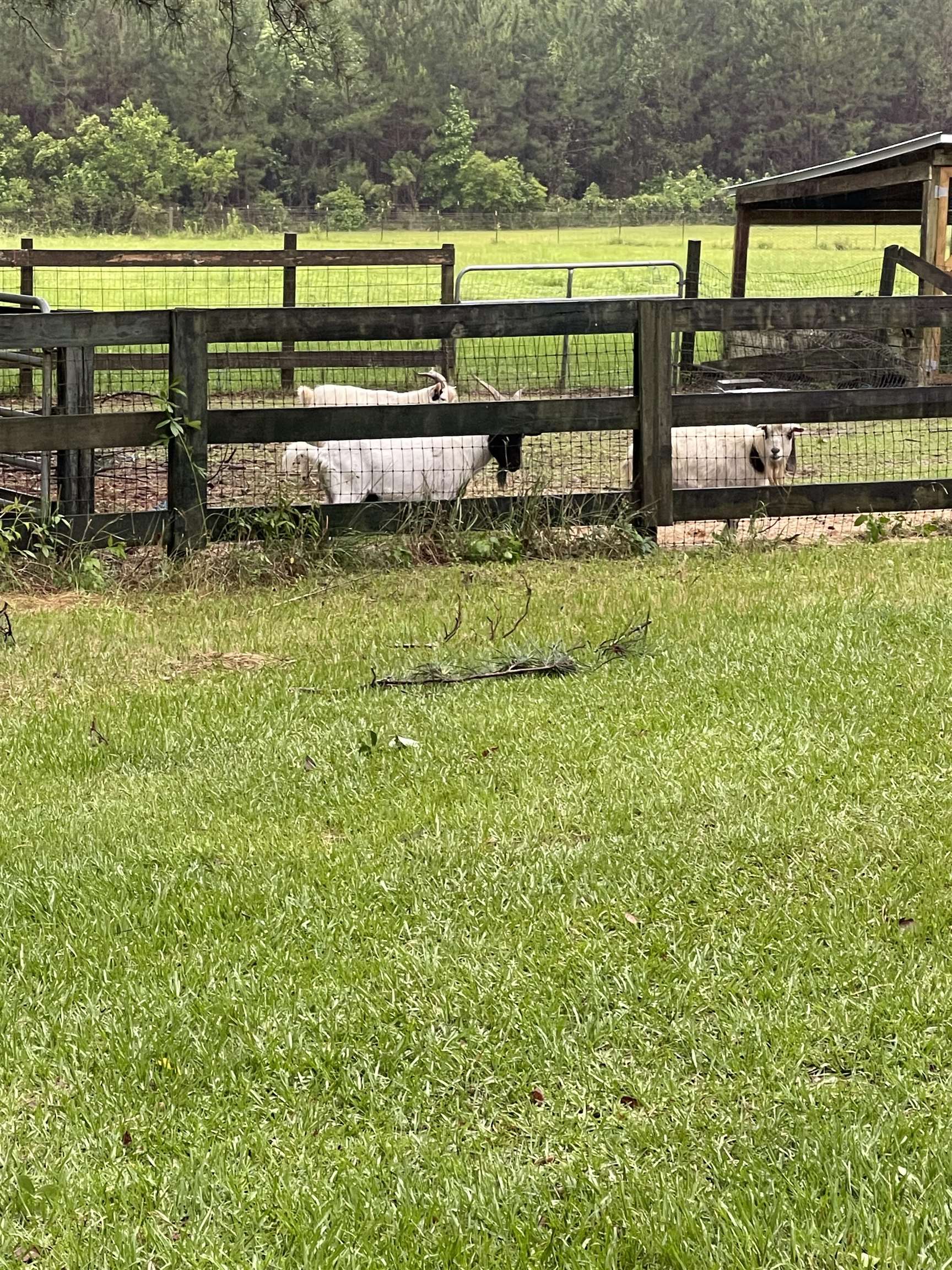 185 Omega Monticello, FL 32344 - Photo 9 of 50