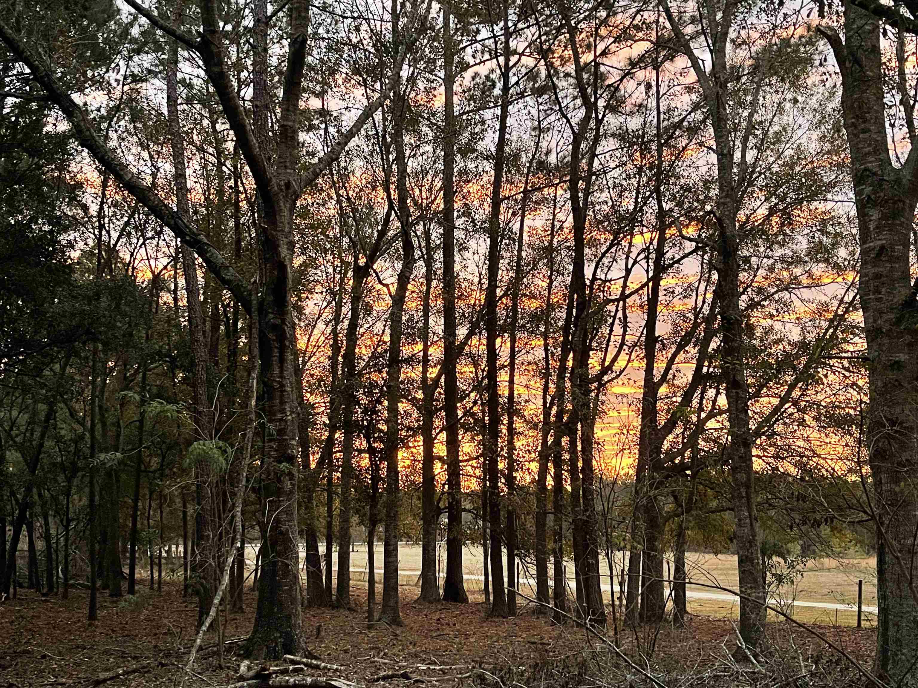 185 Omega Monticello, FL 32344 - Photo 10 of 50