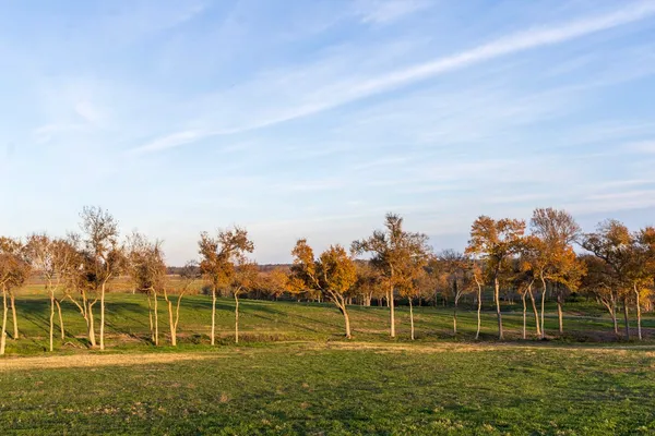 a view of lawn chairs and large trees