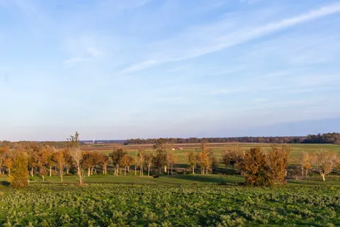 a view of lawn chairs and large trees