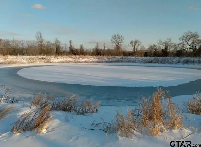 a view of a yard with large trees
