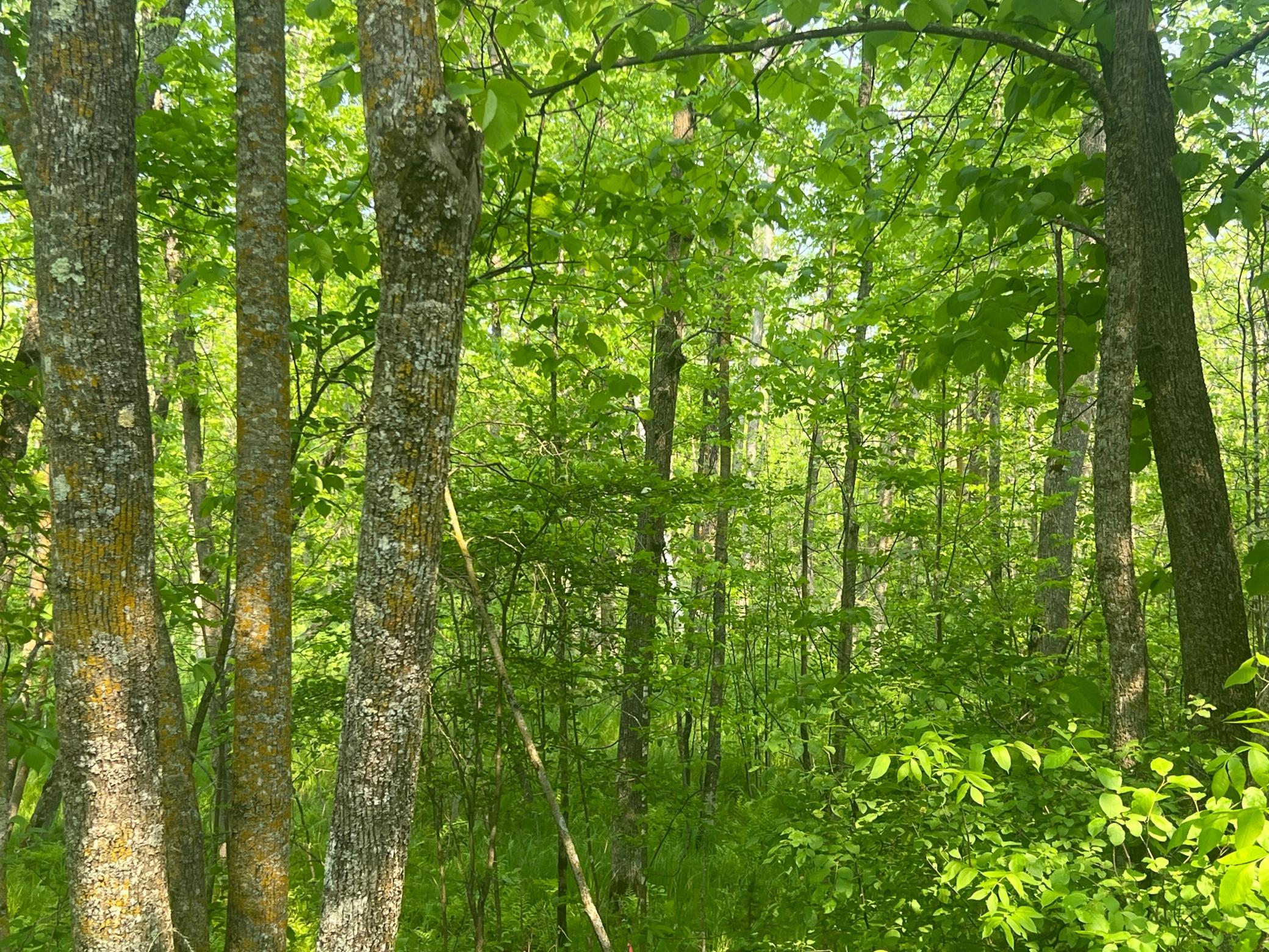 Tbd Dettbarn Road Nisswa, MN 56468 - Photo 4 of 7