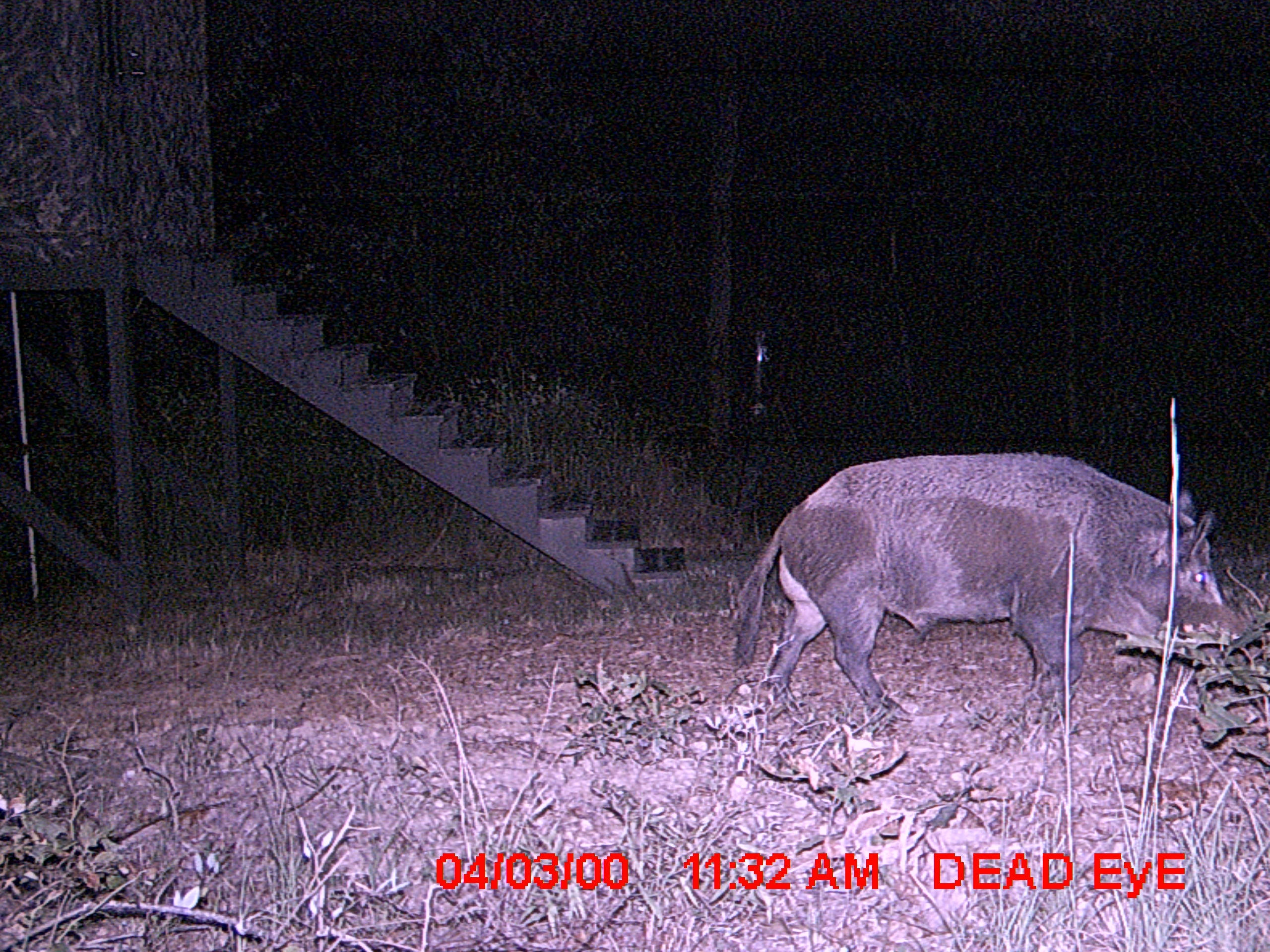 1288 Ridge Top Circle Sunbright, TN 37872 - Photo 19 of 21 Wild Hog