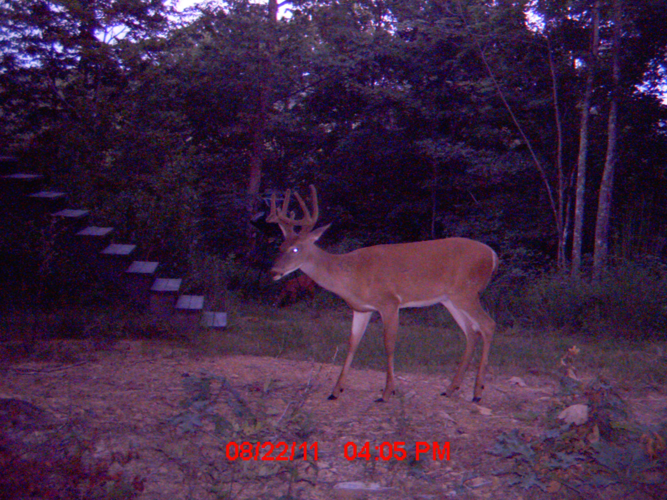 1288 Ridge Top Circle Sunbright, TN 37872 - Photo 20 of 21 Deer