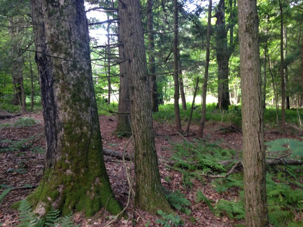 215 Wilkins Road, Unit 1 Fairfax, VT 05454 - Photo 33 of 39