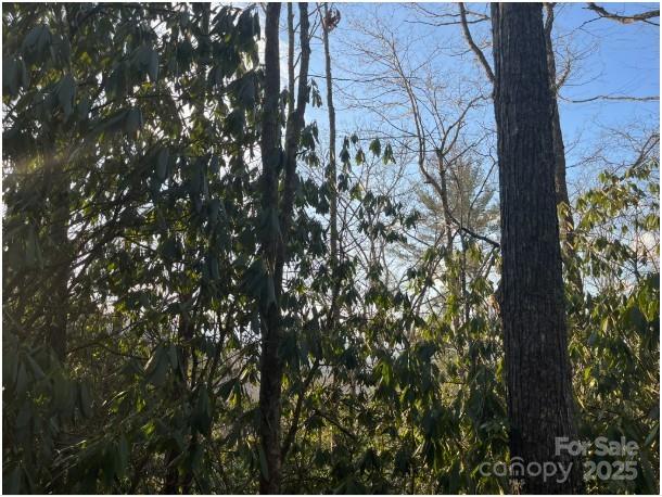 0 Rules Run Road, Unit 31A Clyde, NC 28721 - Photo 1 of 4 a picture of tree