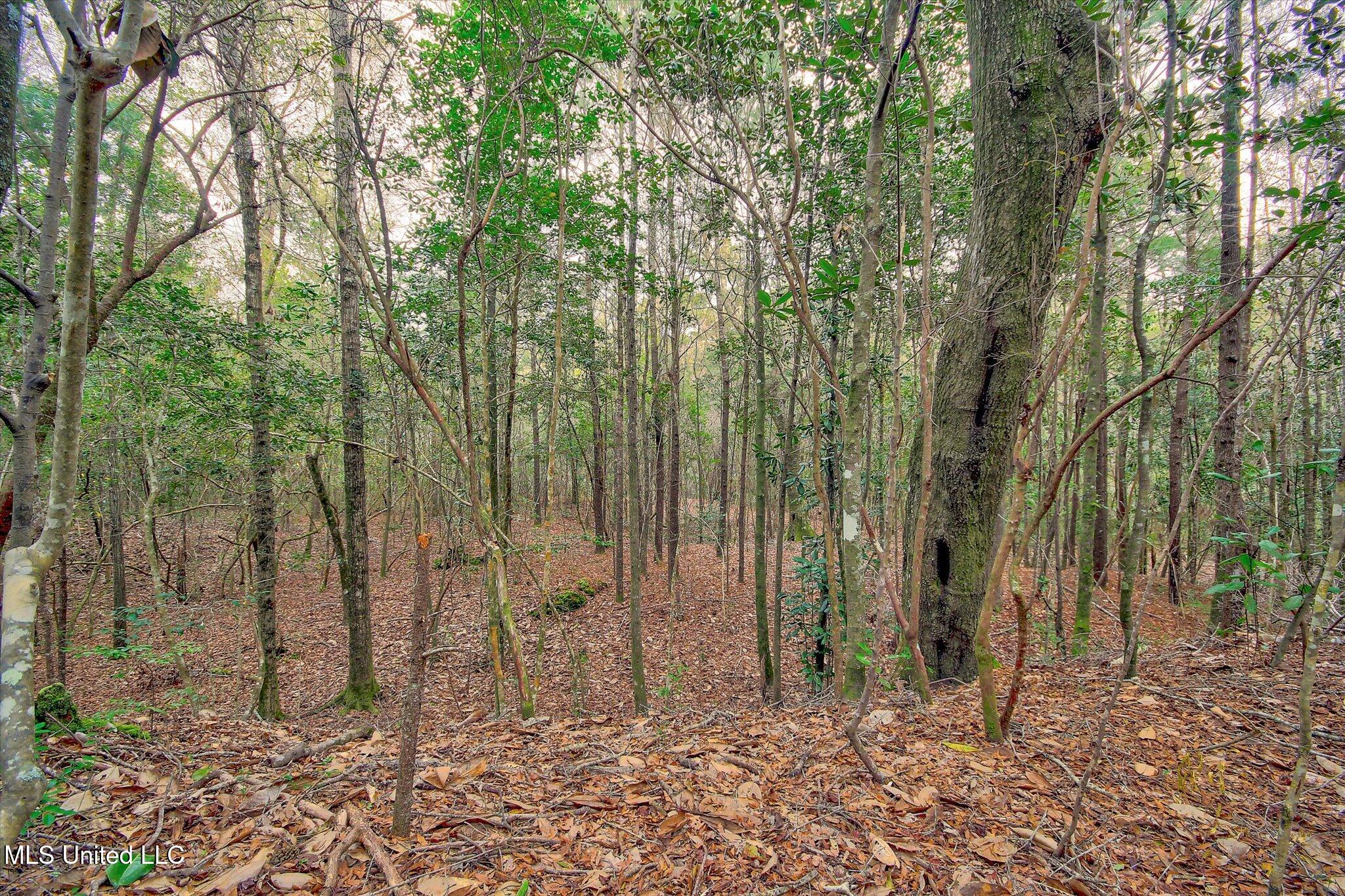 22445 Road 374 Kiln, MS 39556 - Photo 22 of 28 22-Woods