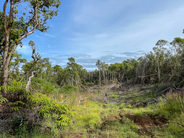 a view of a yard with a tree