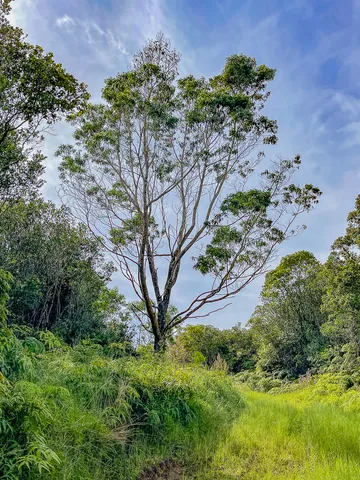 a view of yard with green space