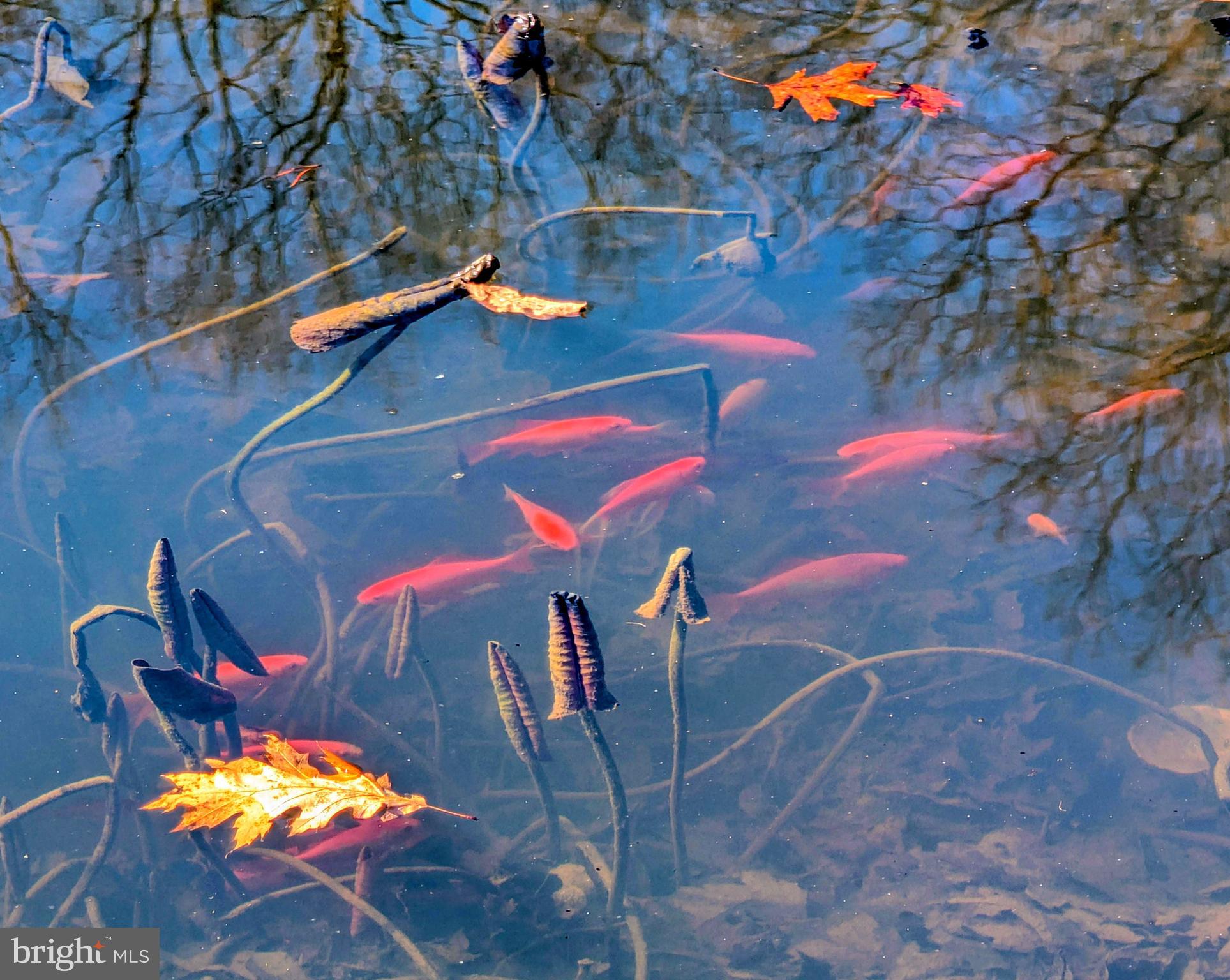 1807 Pine Ridge Road James Creek, PA 16657 - Photo 77 of 89