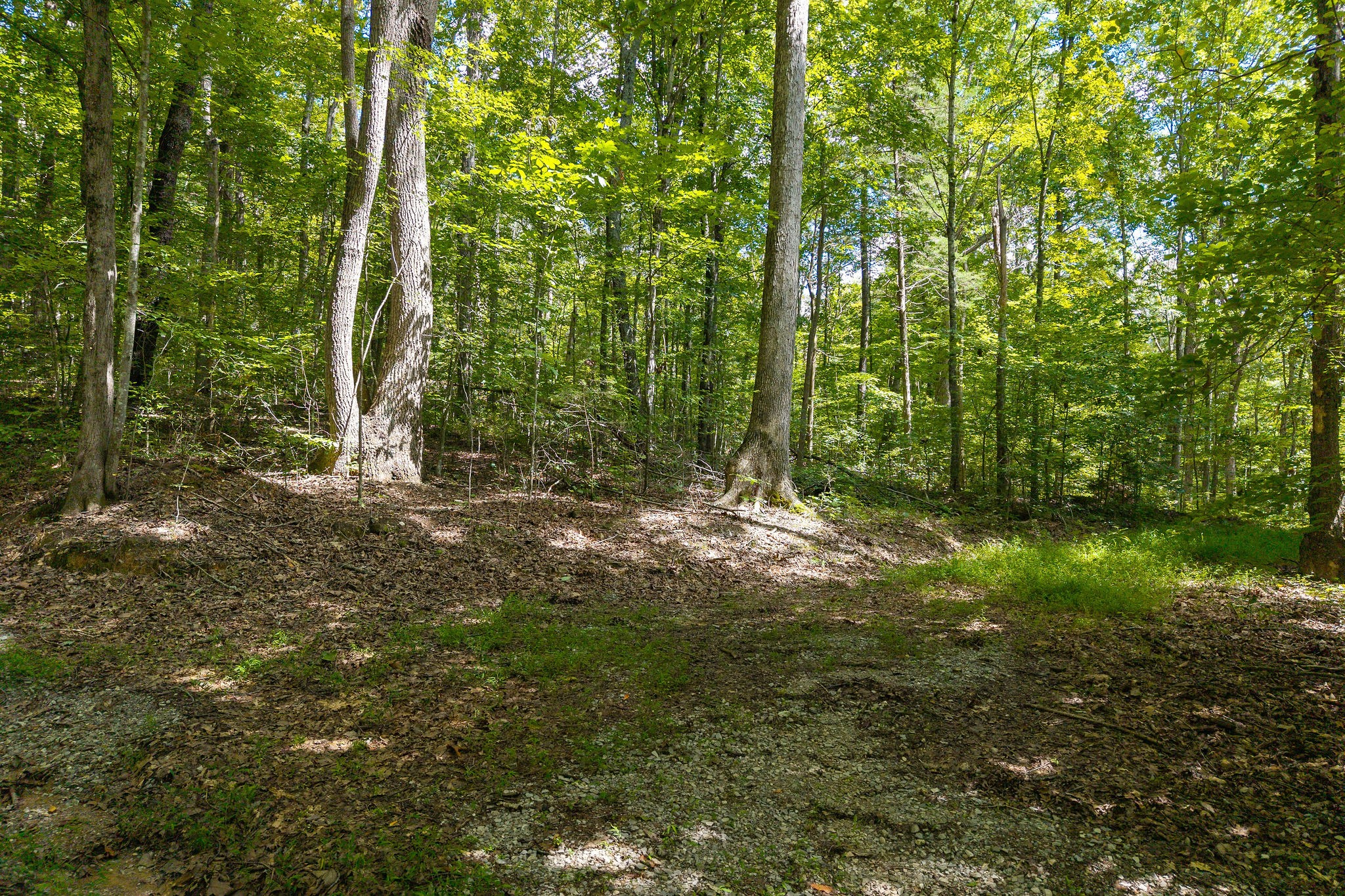 2047 Laurelburg Road Rock Island, TN 38581 - Photo 12 of 32 a view of outdoor space and trees