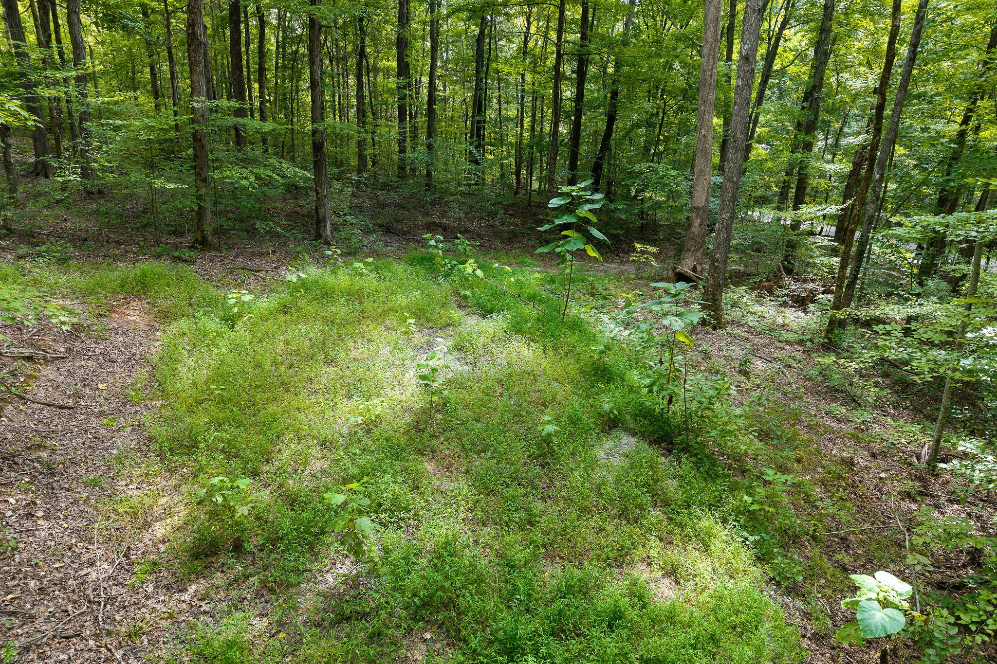 2047 Laurelburg Road Rock Island, TN 38581 - Photo 13 of 32 a view of backyard with green space