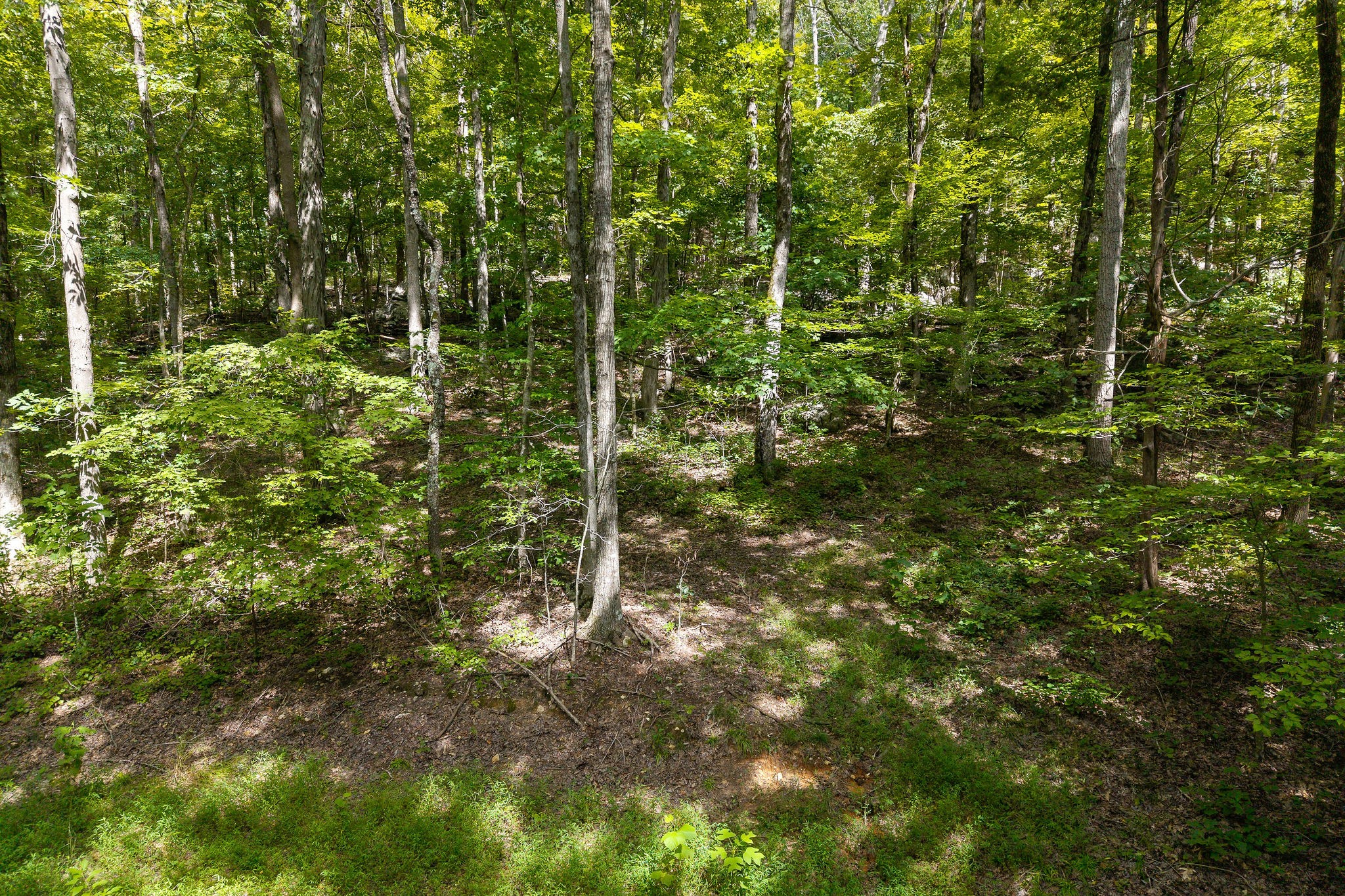 2047 Laurelburg Road Rock Island, TN 38581 - Photo 14 of 32 a view of a forest