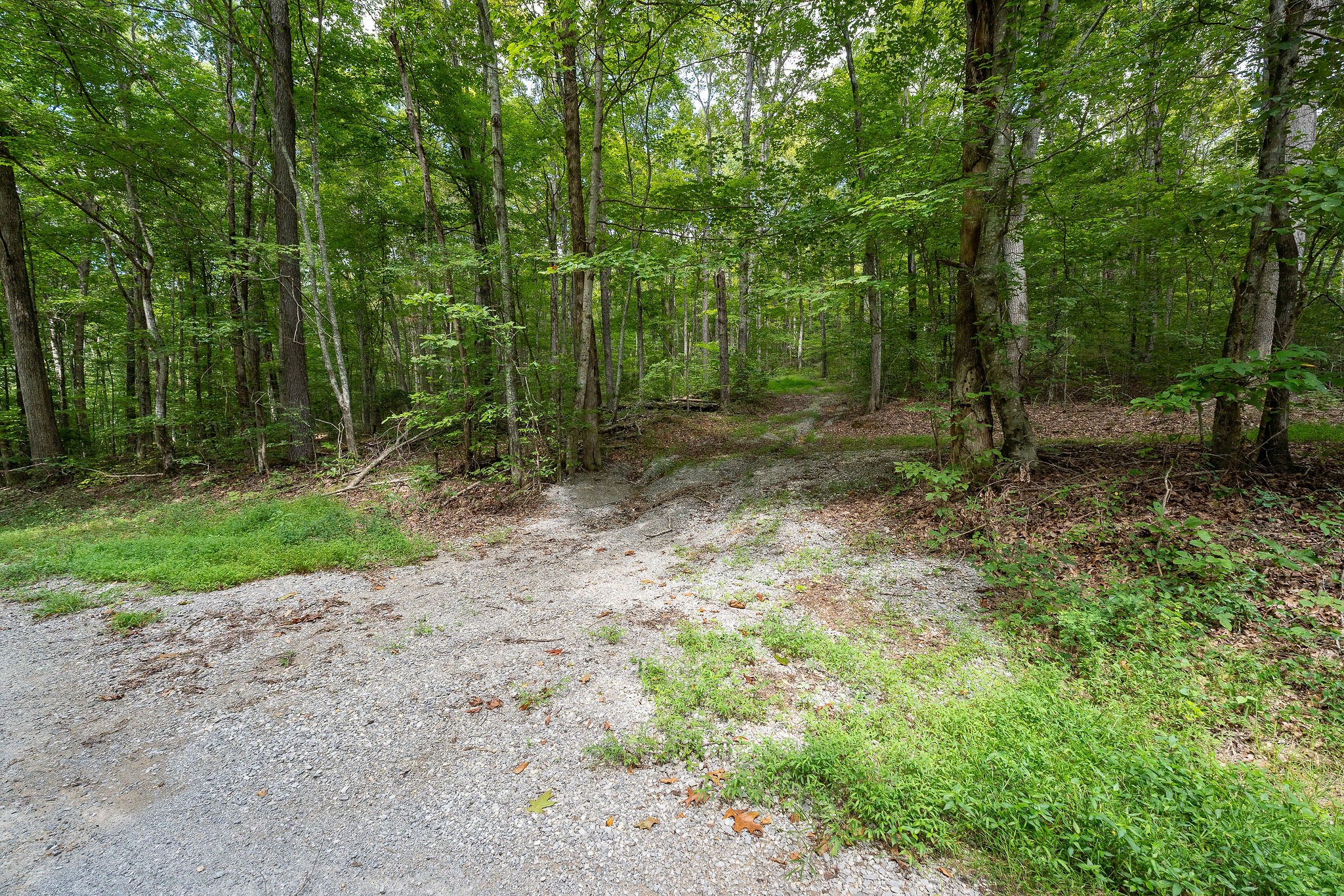 2047 Laurelburg Road Rock Island, TN 38581 - Photo 16 of 32 a view of a forest with trees in the background