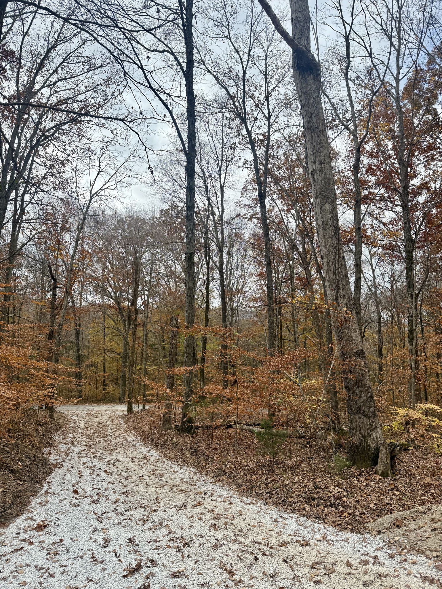 2047 Laurelburg Road Rock Island, TN 38581 - Photo 23 of 32 a backyard of a house with lots of green space