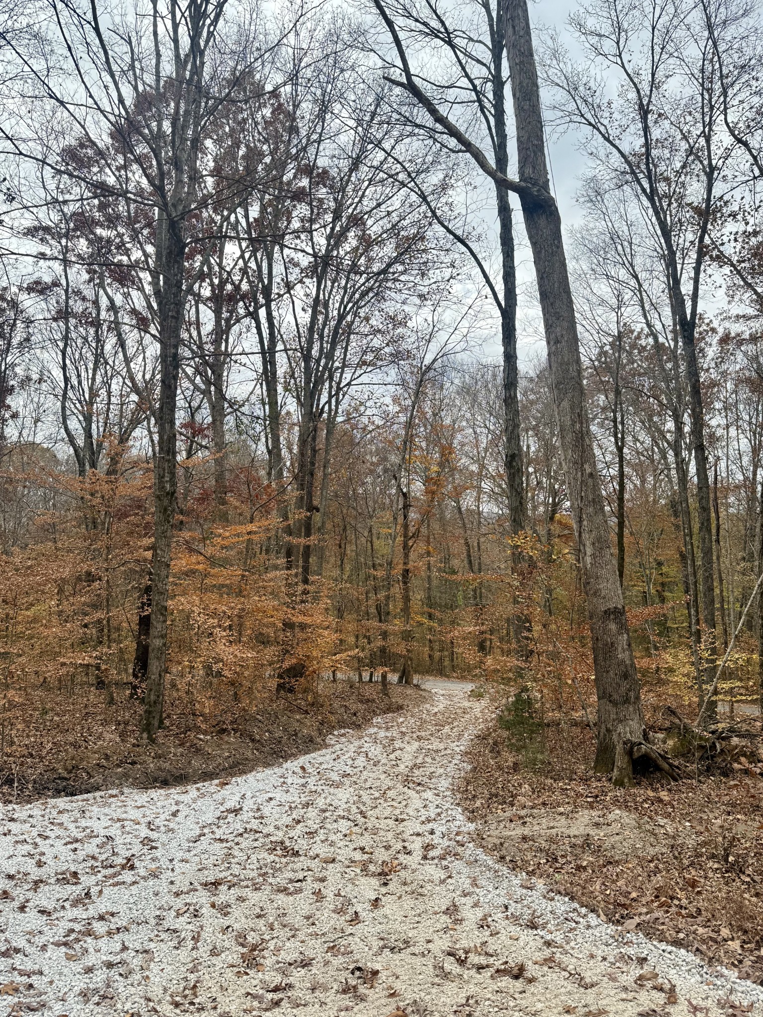2047 Laurelburg Road Rock Island, TN 38581 - Photo 24 of 32 a view of a yard with trees