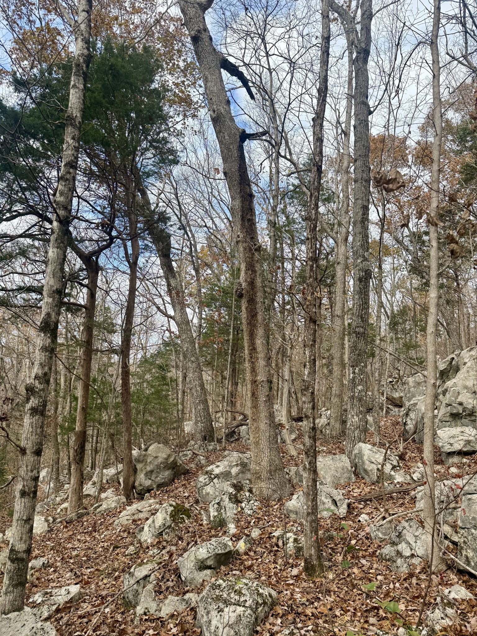 2047 Laurelburg Road Rock Island, TN 38581 - Photo 25 of 32 a view of a forest with trees in the background